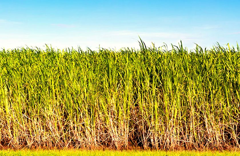Sugarcane in Tully